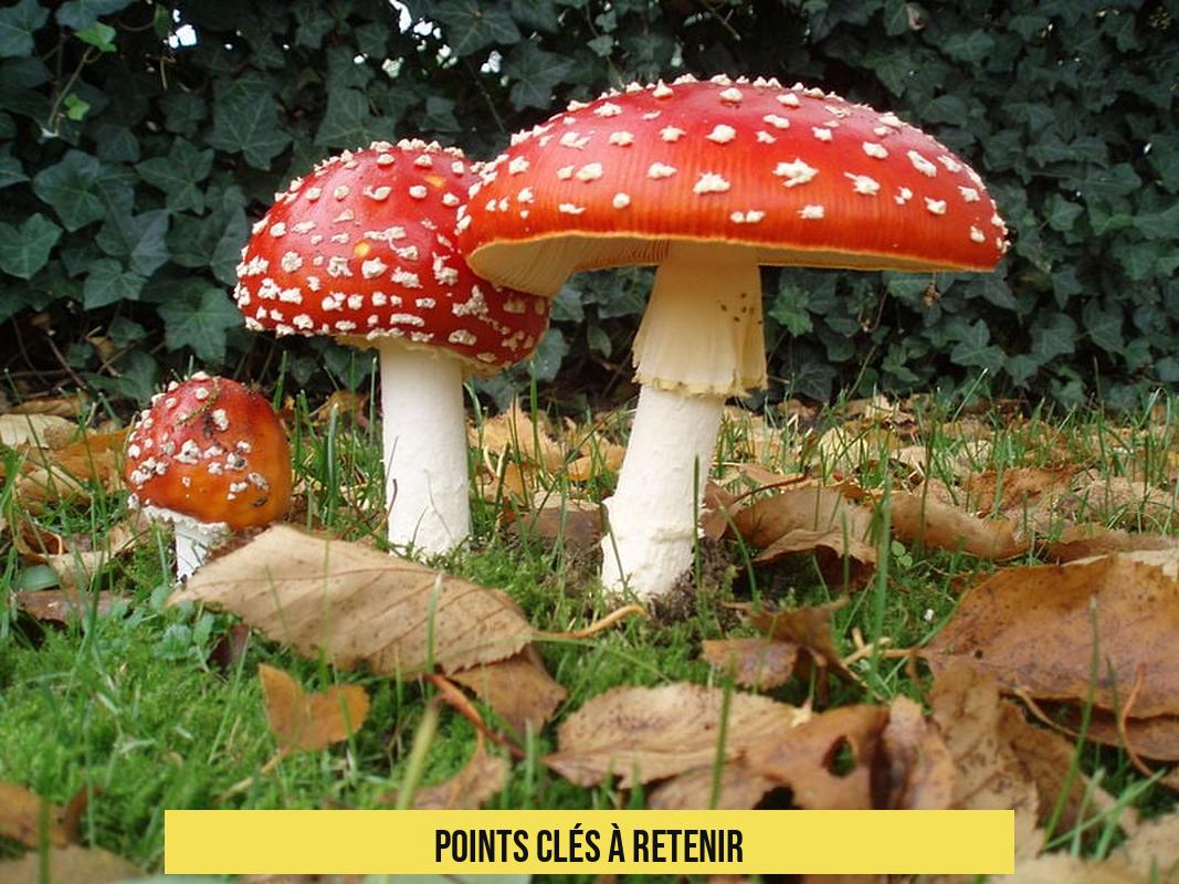 Points clés à retenir